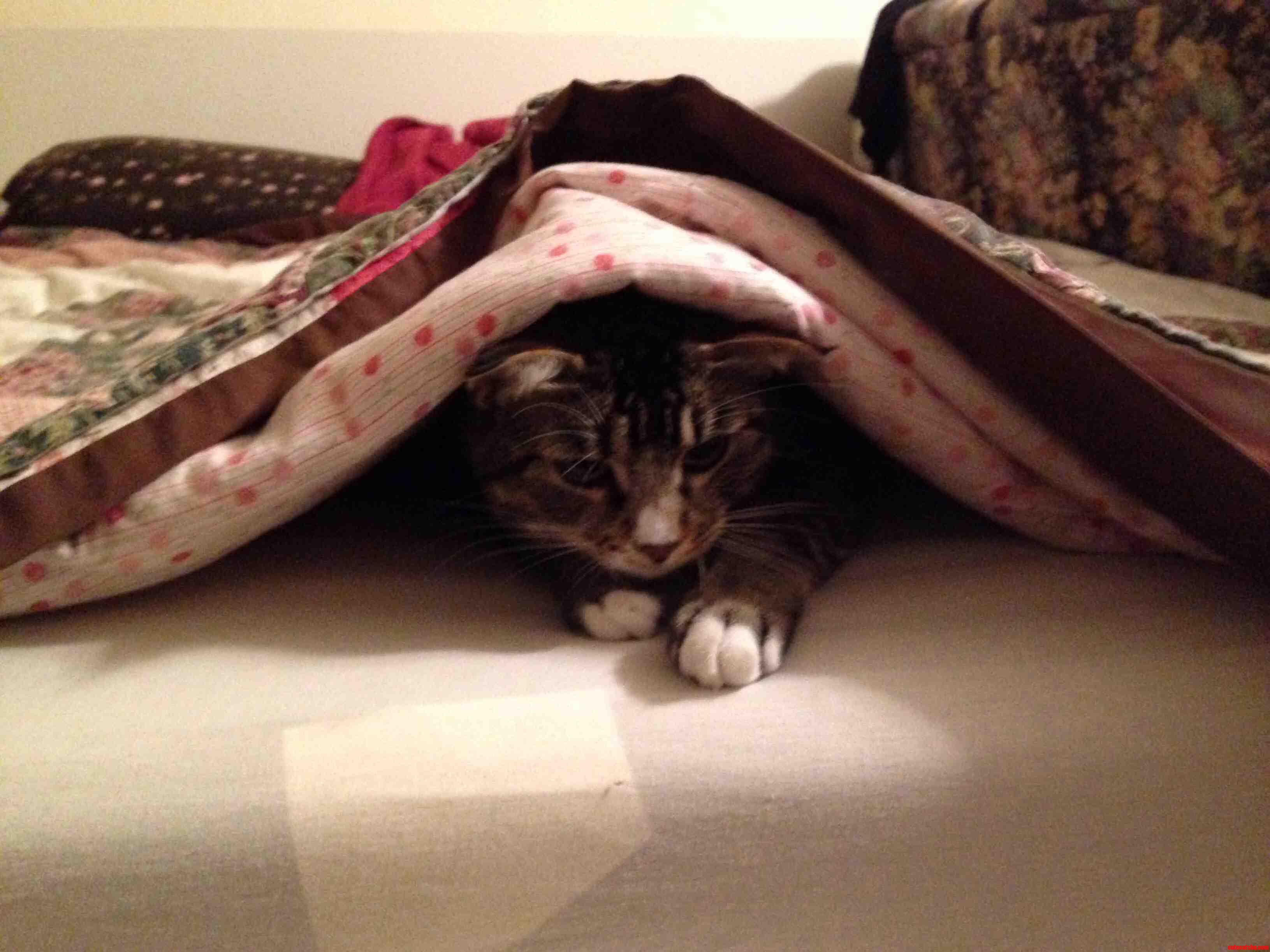 This Is How Banjo Helps Make the Bed.