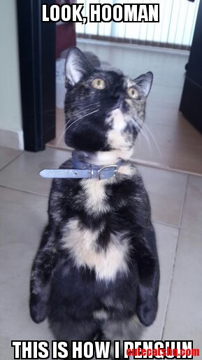 This Is How I Penguin