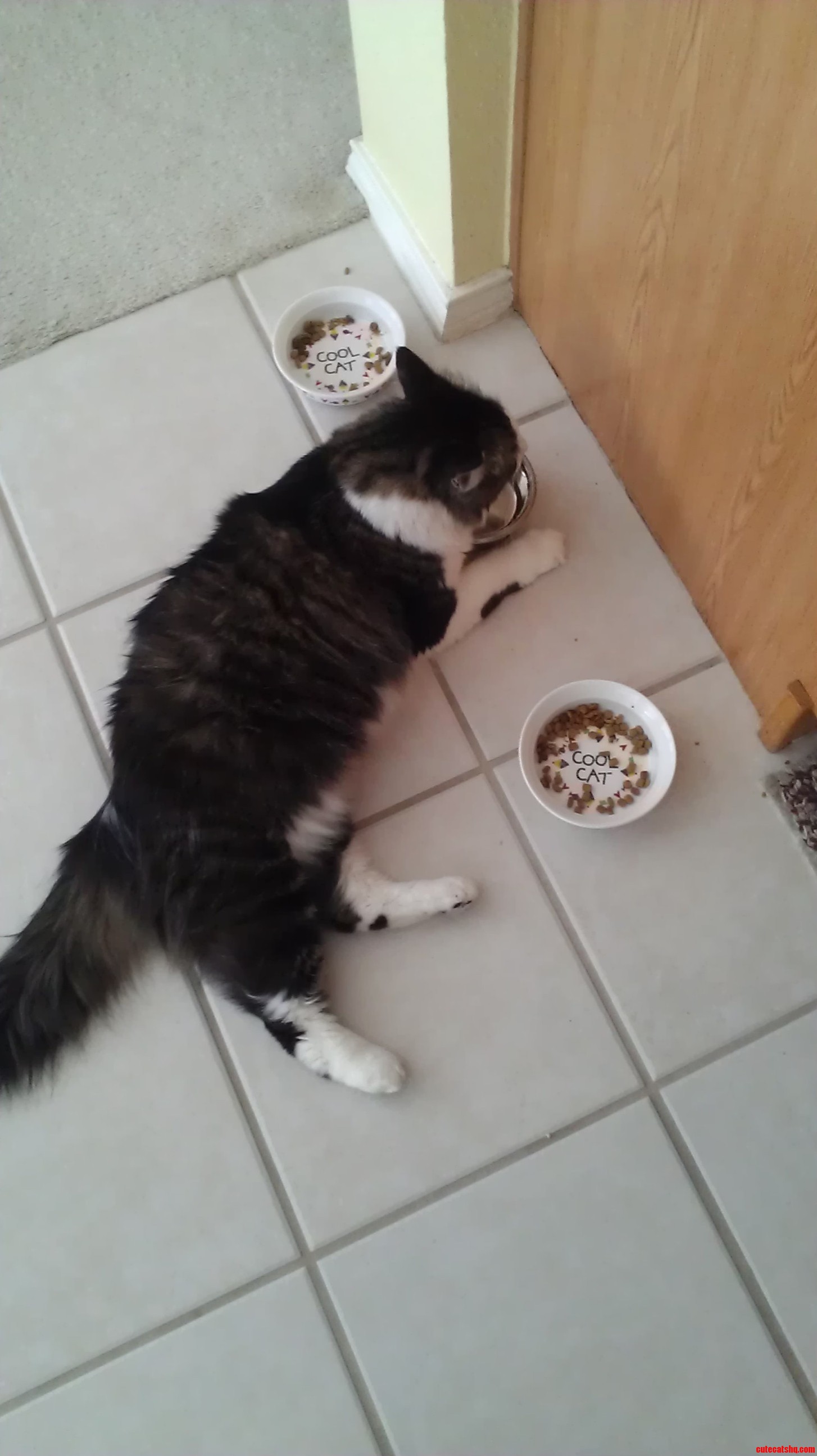 This Is How My Cat Lily Drinks Her Water.