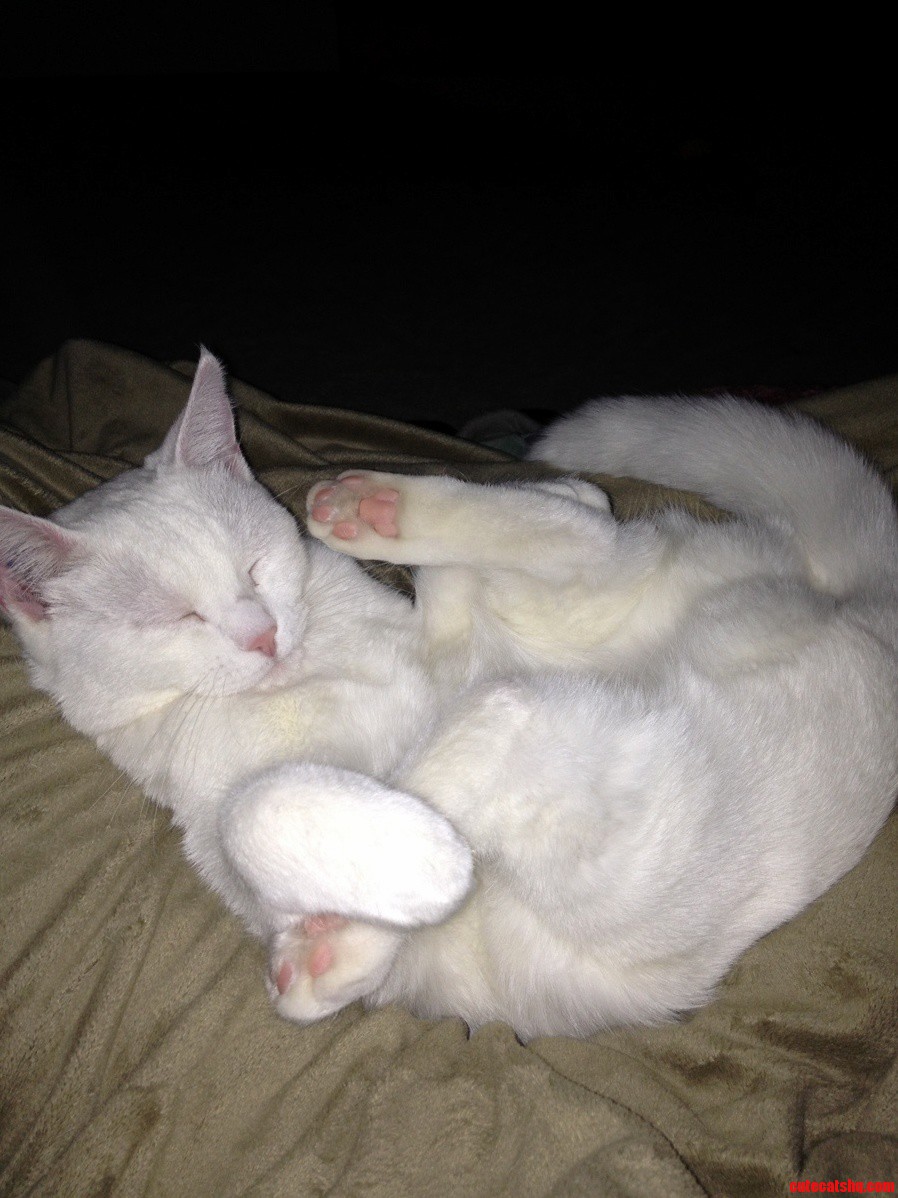 This Is How My Cat Sleeps in My Lap When I Sit Cross Legged.
