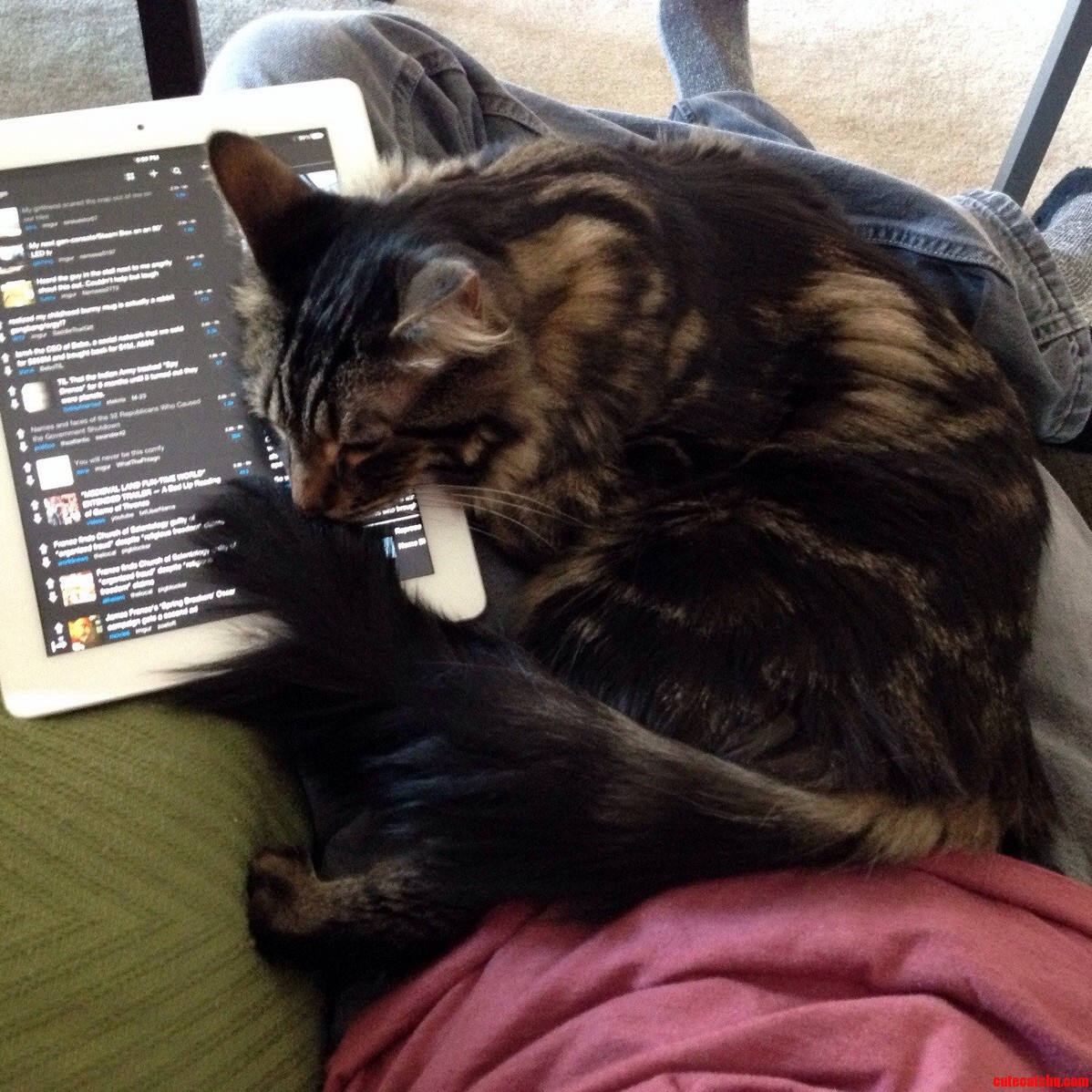 This Is How My Chubster Chooses to Nap...