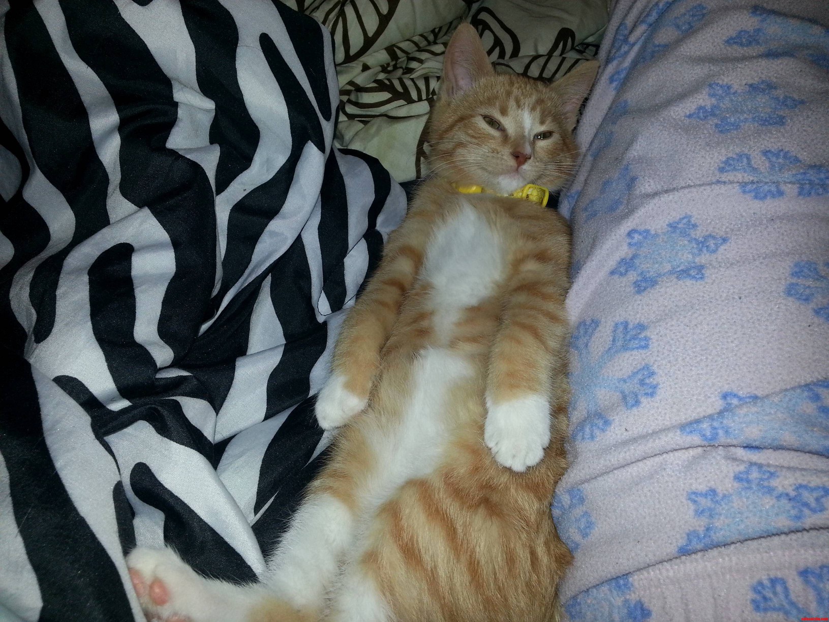 This Is How My Kitten Butt Is Sleeping Right Now