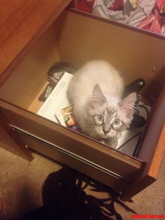 This Is Howl He Likes Small Spaces.