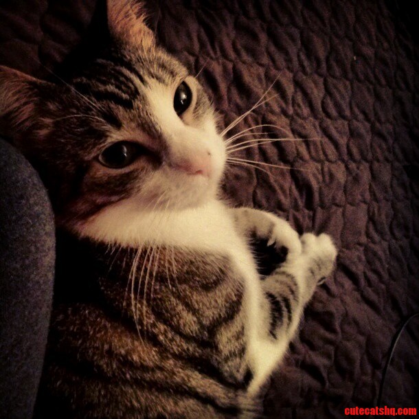 This Is Jimmys Why No Pets Face.