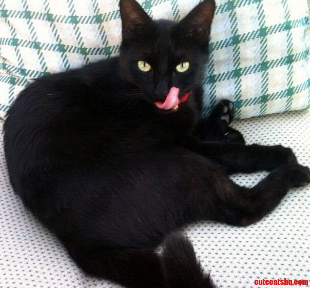 This Is Jinx. He Enjoys Killing Small Animals and Eating Off Your Plate.