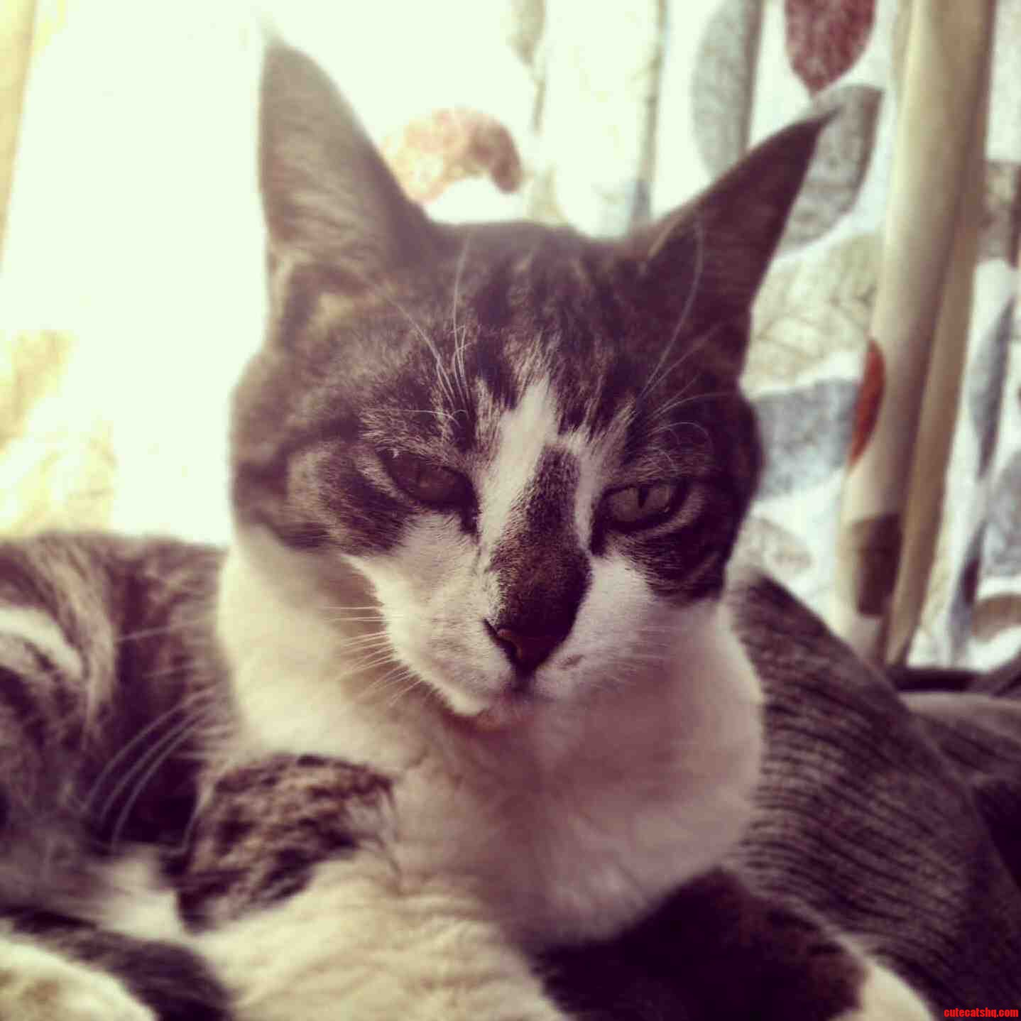 This Is Kitty Ann.