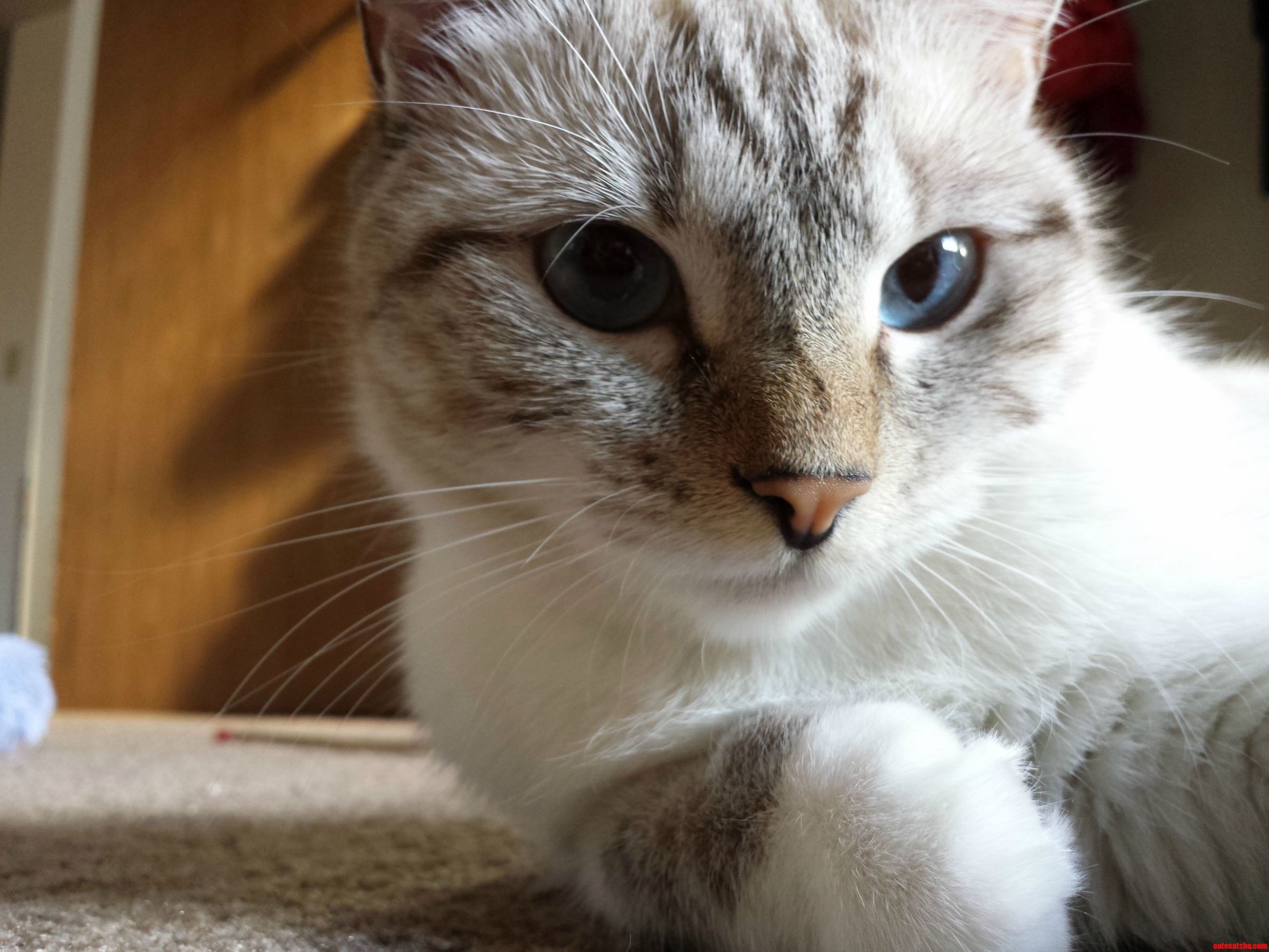 This Is Lilly. Lilly Meet .