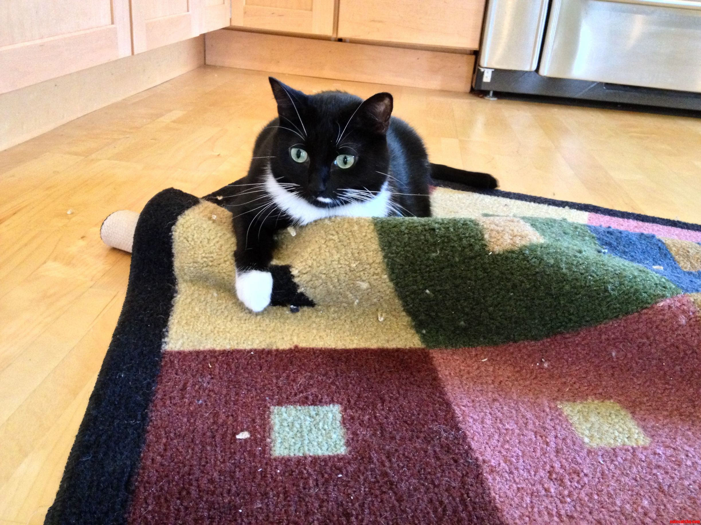 This Is Mah Rug. Mine