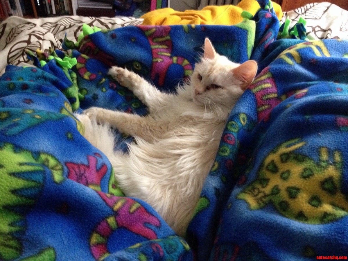 This Is Maude Lebowski. She Has Decided to Make a Nest Out of My Legs and Blankets.