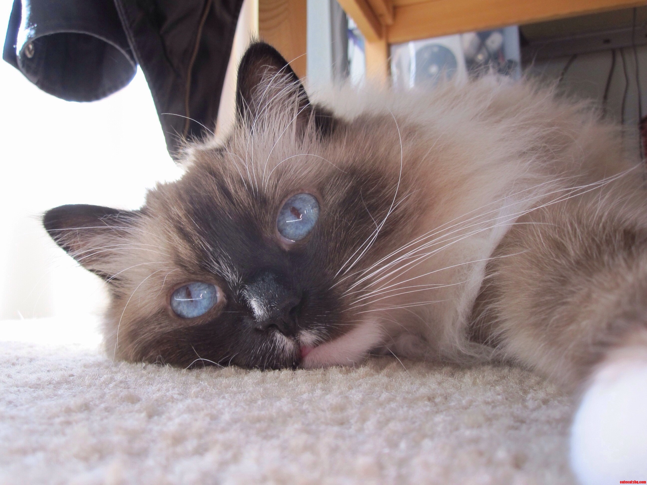 This Is Mingus on a Sunny Morning