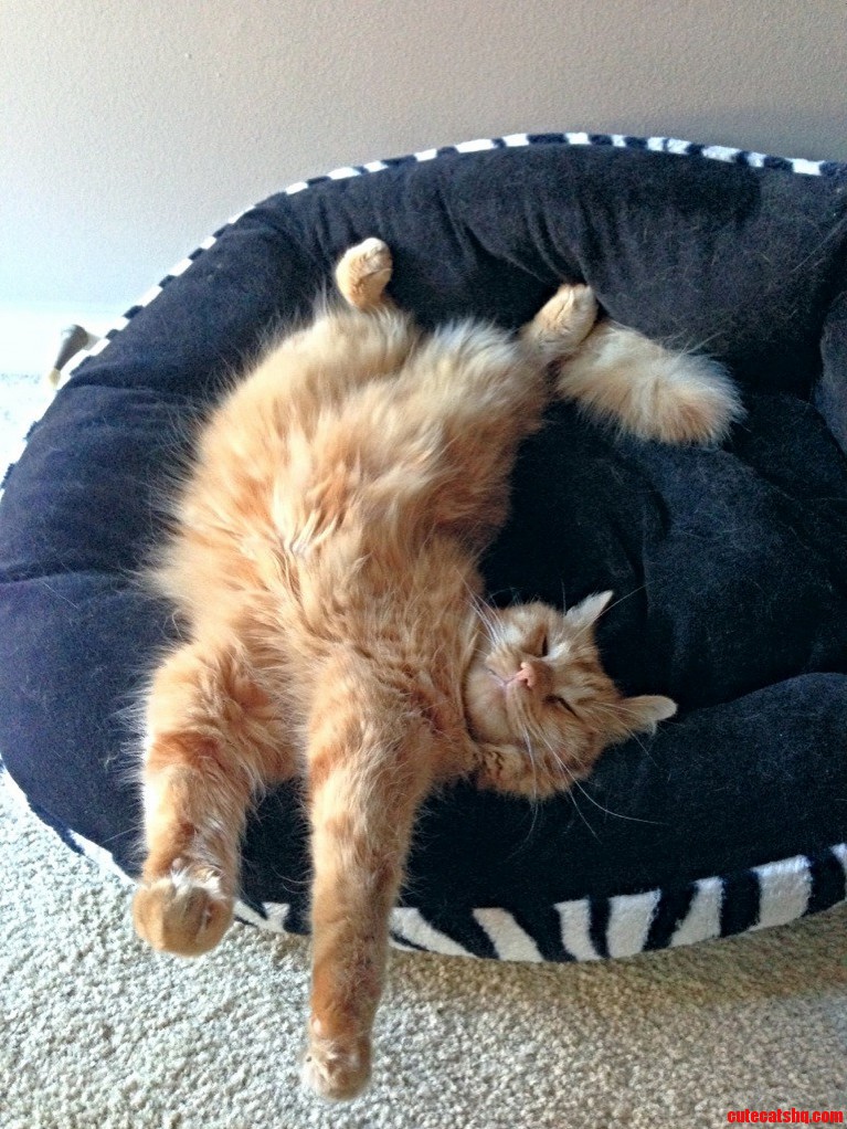 This Is Mr. Brooks. and He Laid Like This for Much of the Day.