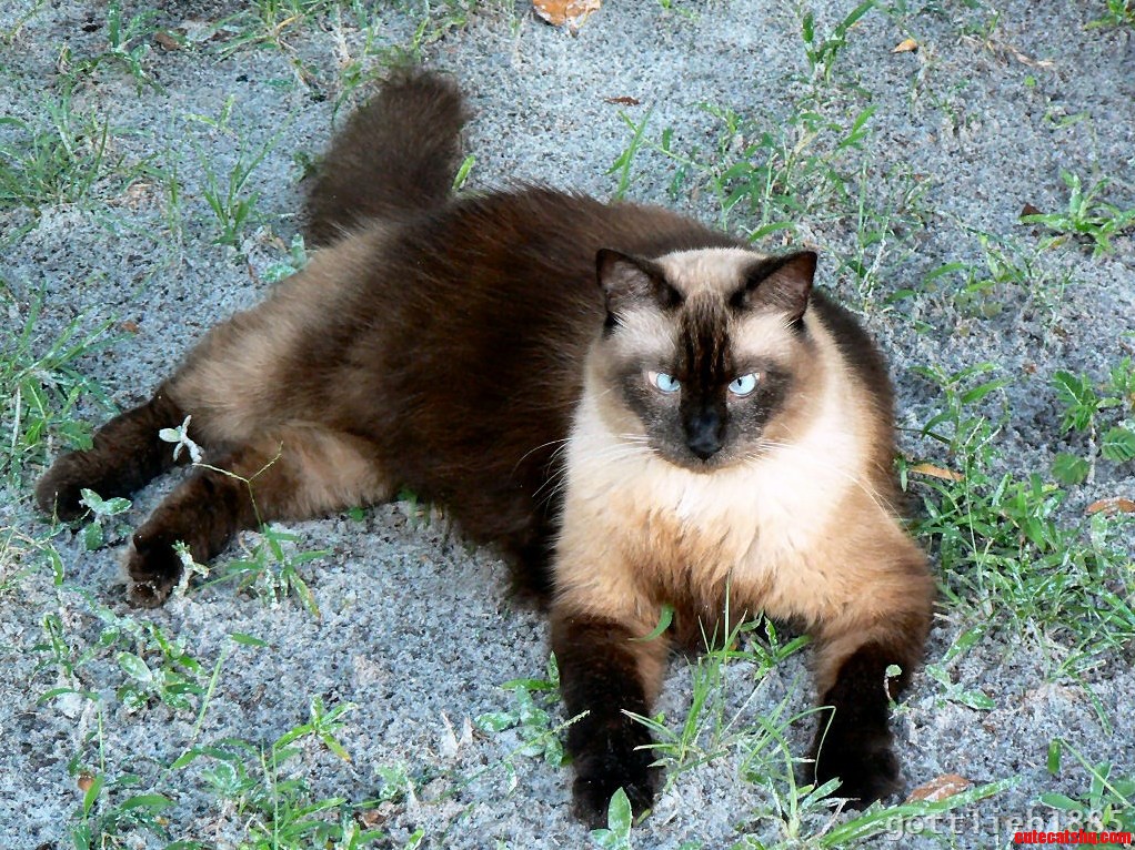 This Is Mr. Muff My Seal Point Balinese