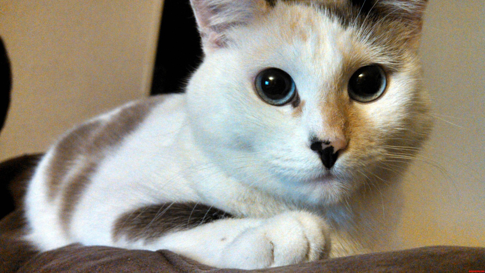 This Is My Buddy Everybody Meet Tilly.