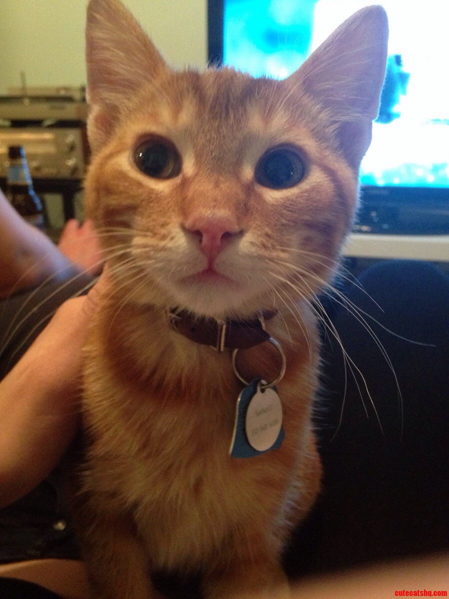 This Is My Cat Ion. Hes a Small Positively Charged Particle.