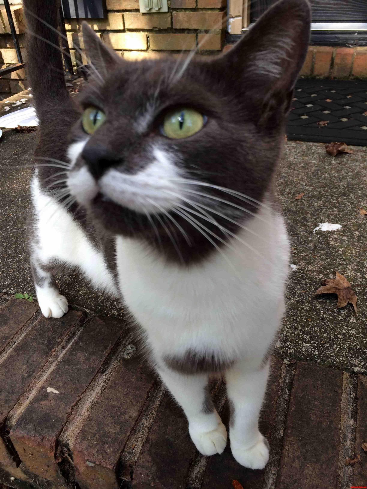 This Is My Cat Jamario. Straight Thug.
