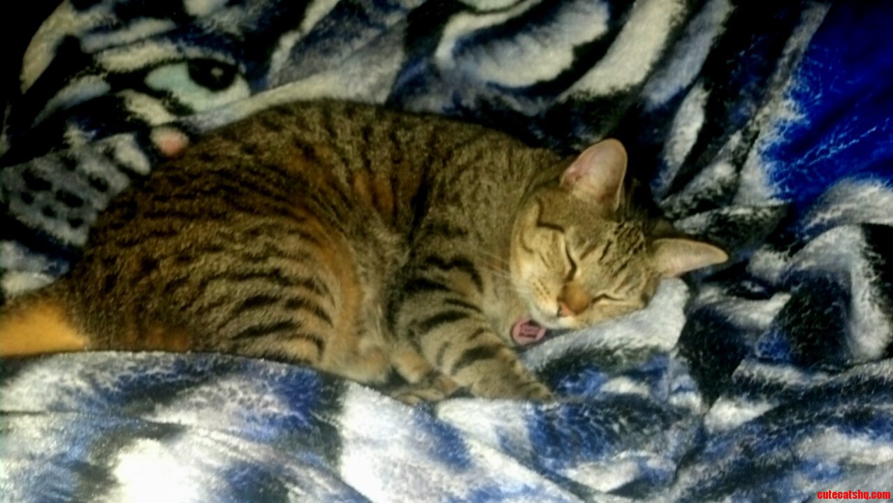 This Is My Cat Kitten. Her Head Is on My Foot Her Arm on My Ankle.