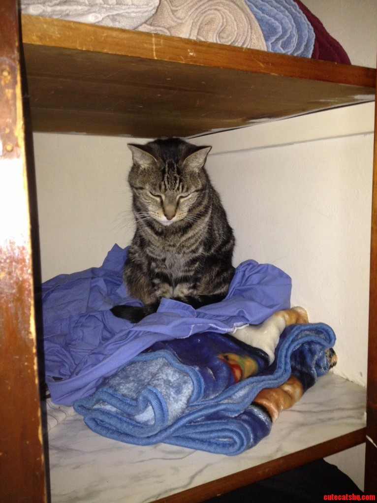This Is My Cat Mr. Biglesworth