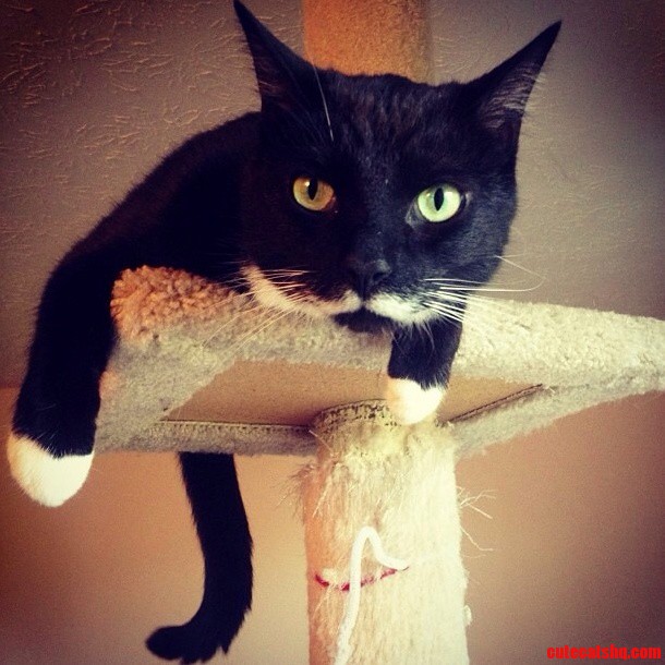 This Is My Cat Mr. Mustachio