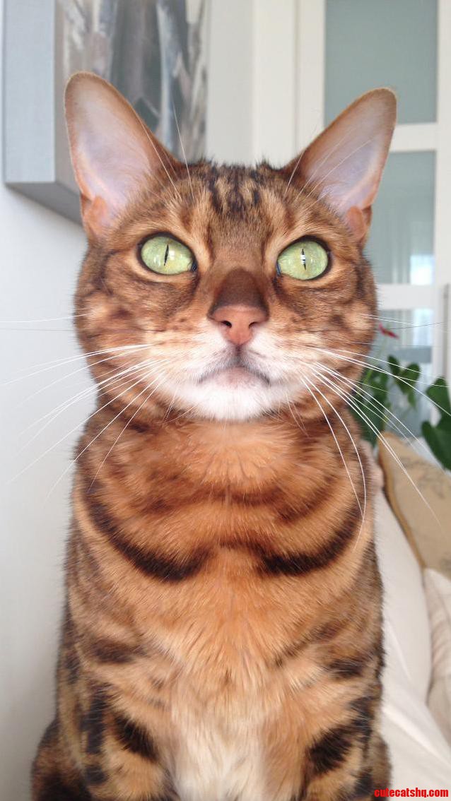 This Is My Cat Vinny. I Hope You Like Her As Much As I Do.