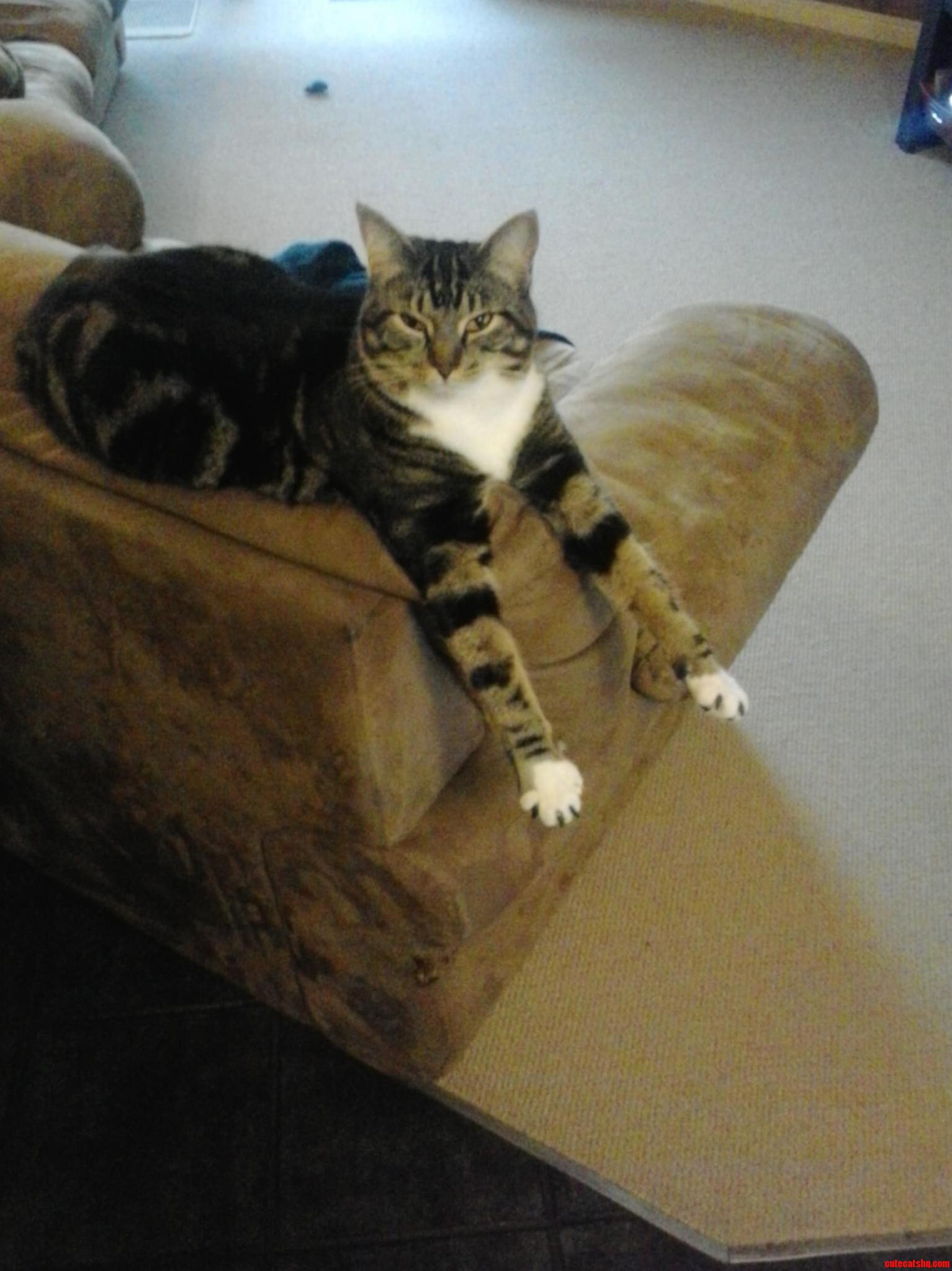 This Is My Cat. I Dont Know If He Is Stretching or Wanting a Hug...