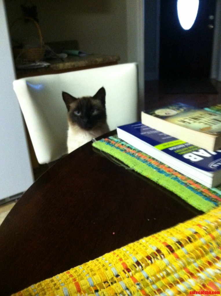 This Is My Cross Eyed Cat Who Thinks He Is Human.