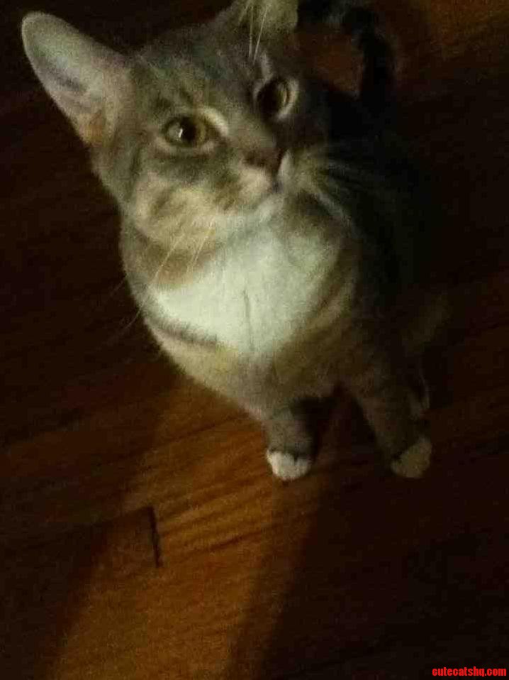 This Is My Dads Cat Hes Adorable