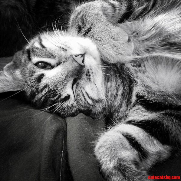 This Is My Favorite Picture of My Cat Prudence.