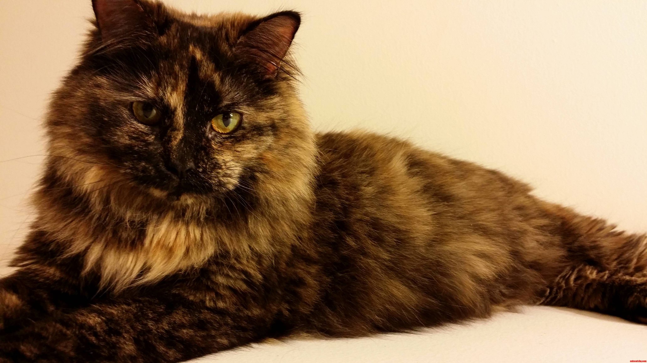 This Is My Kitty Sophia Also Known As Soap.