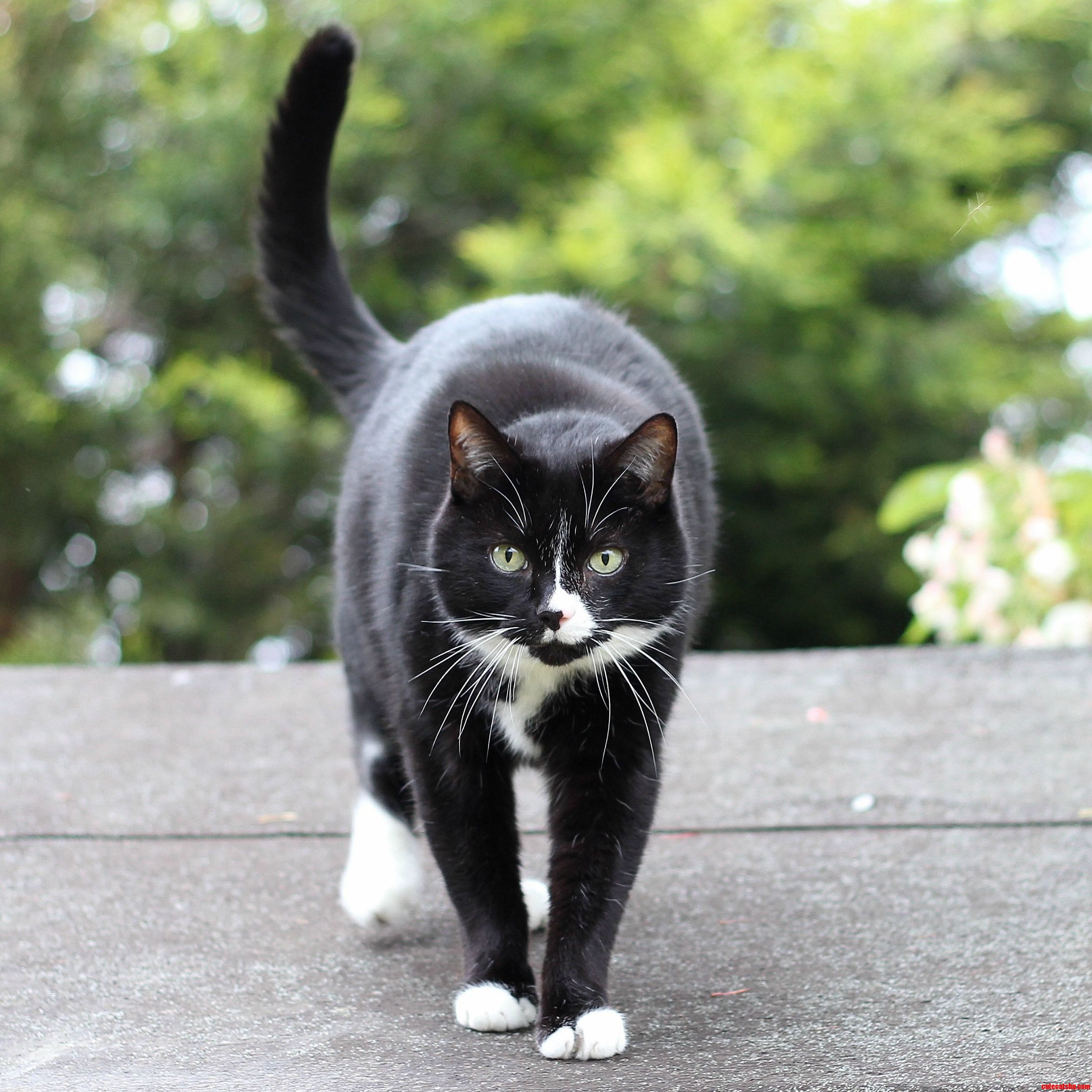 This Is Our Cat Breaky on the Roof of the Shed