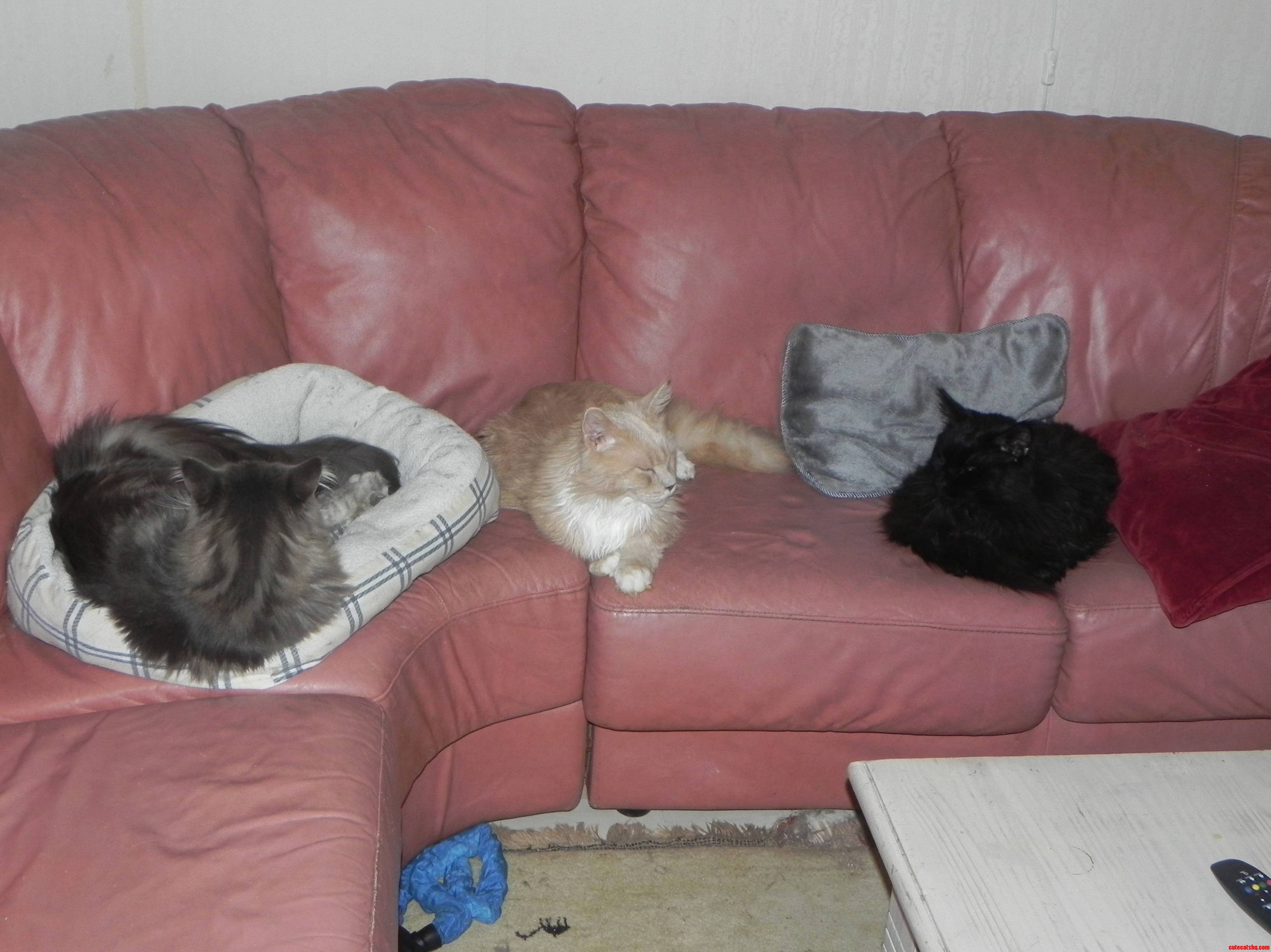 This Is Our Couch Now