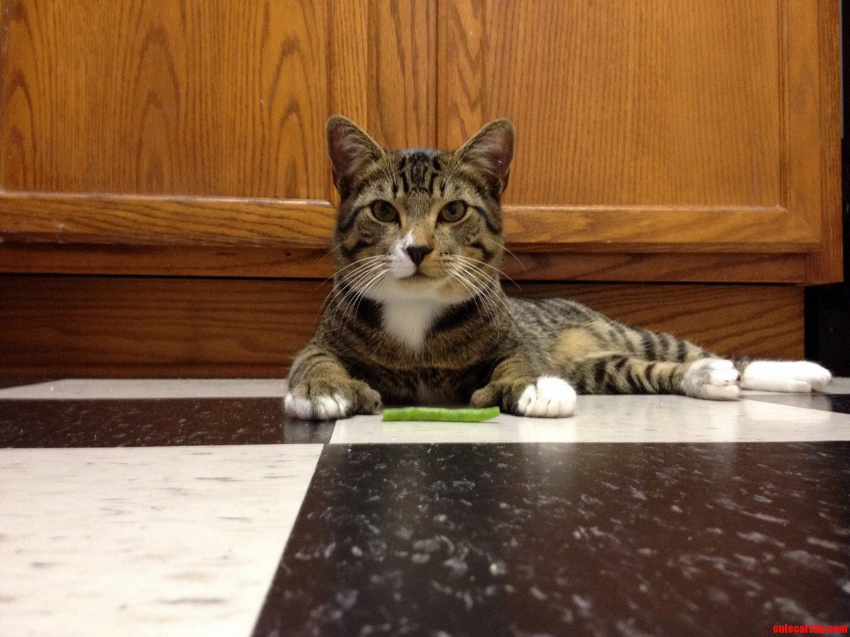 This Is Sayid Overlord of Beans. He Also Has Thumbs.