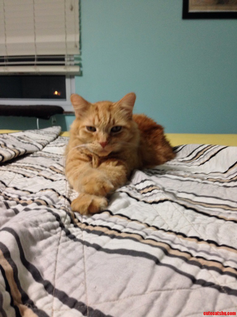 This Is Snapper