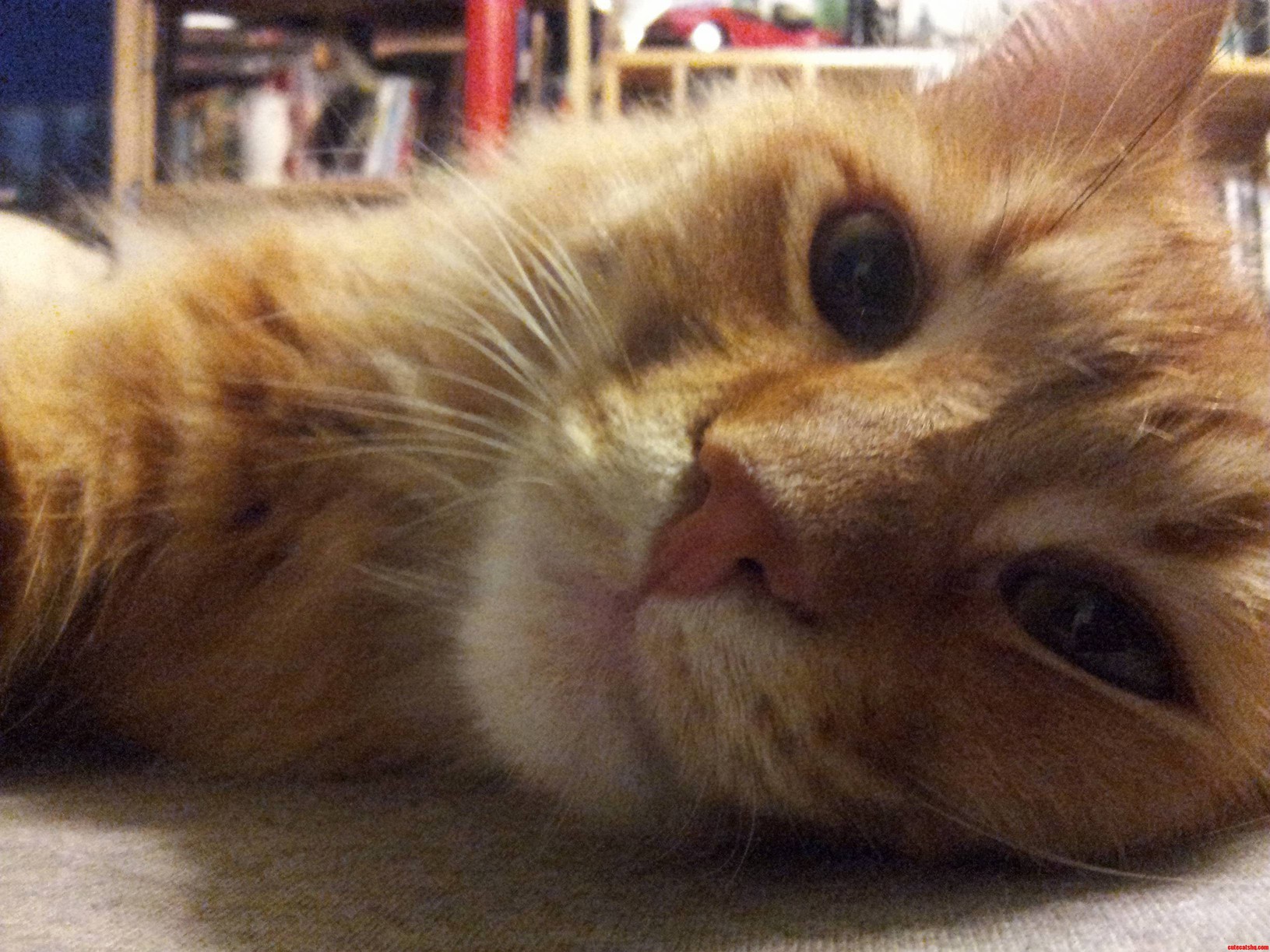This Is Taz Taking a Selfie After a Long Day of Being a Little Shit...