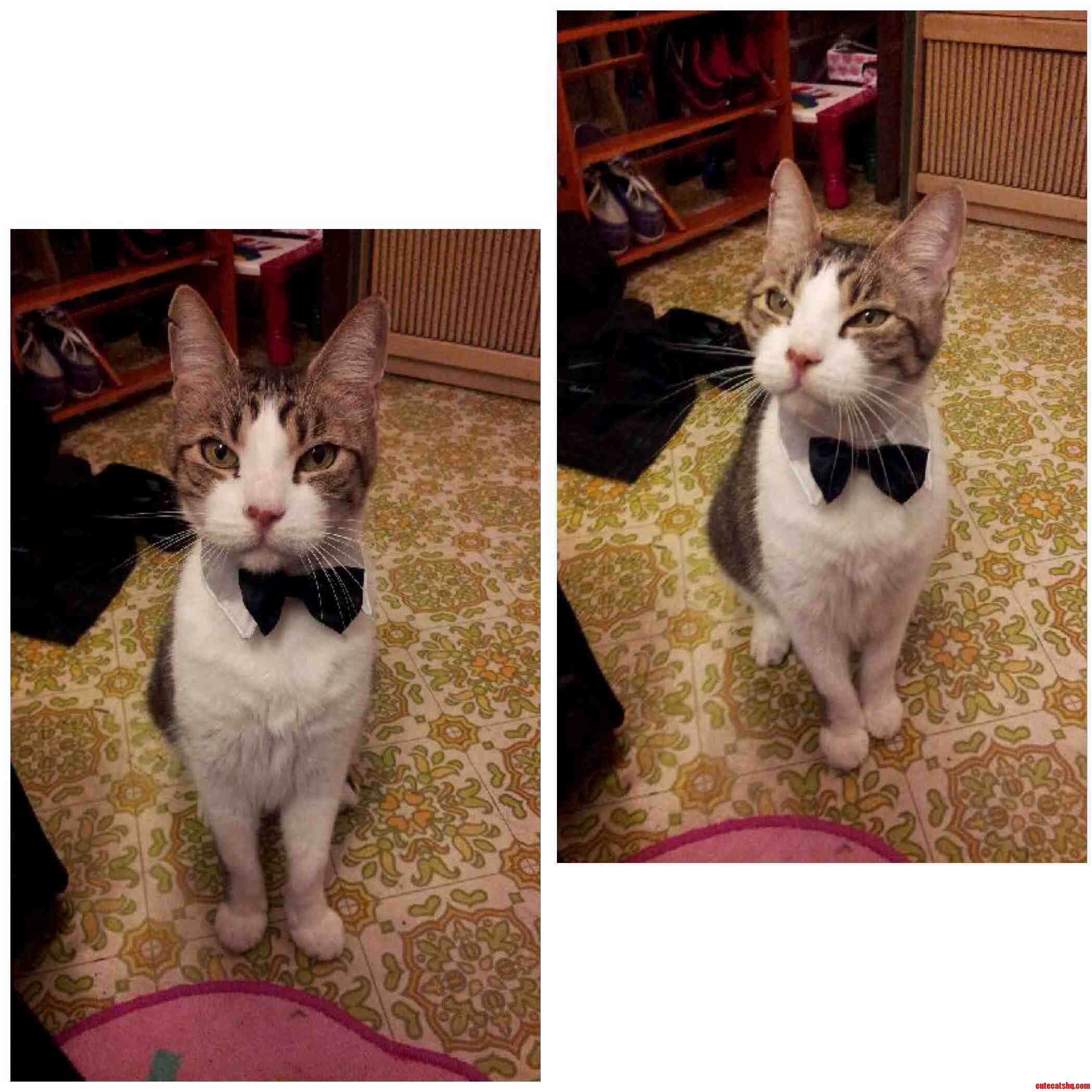 This Is Tiger. Hes Fancy.