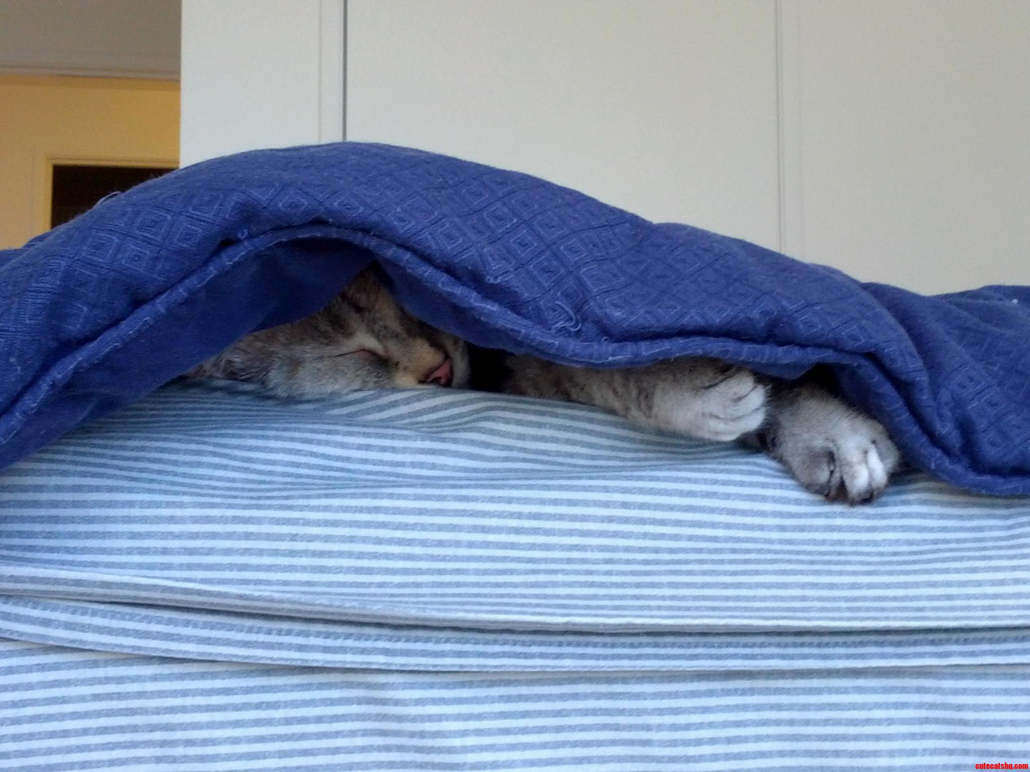 This Is Why I Cant Jump Into Bed Without Looking