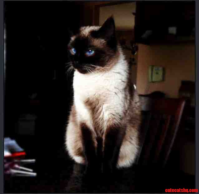 This Is Wink As in Periwinkle Blue. She Is the Most Photogenic Cat I Ve Ever Come Across.