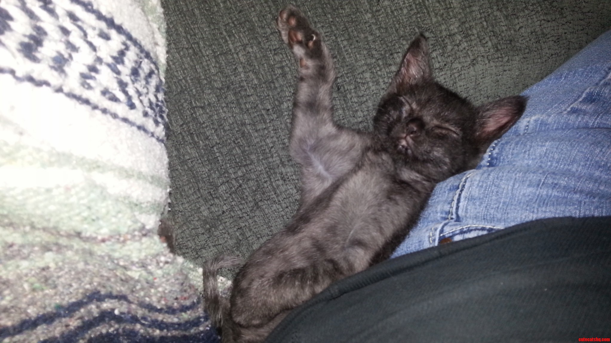 This Kitty Sleeps in the Weirdest Positions.