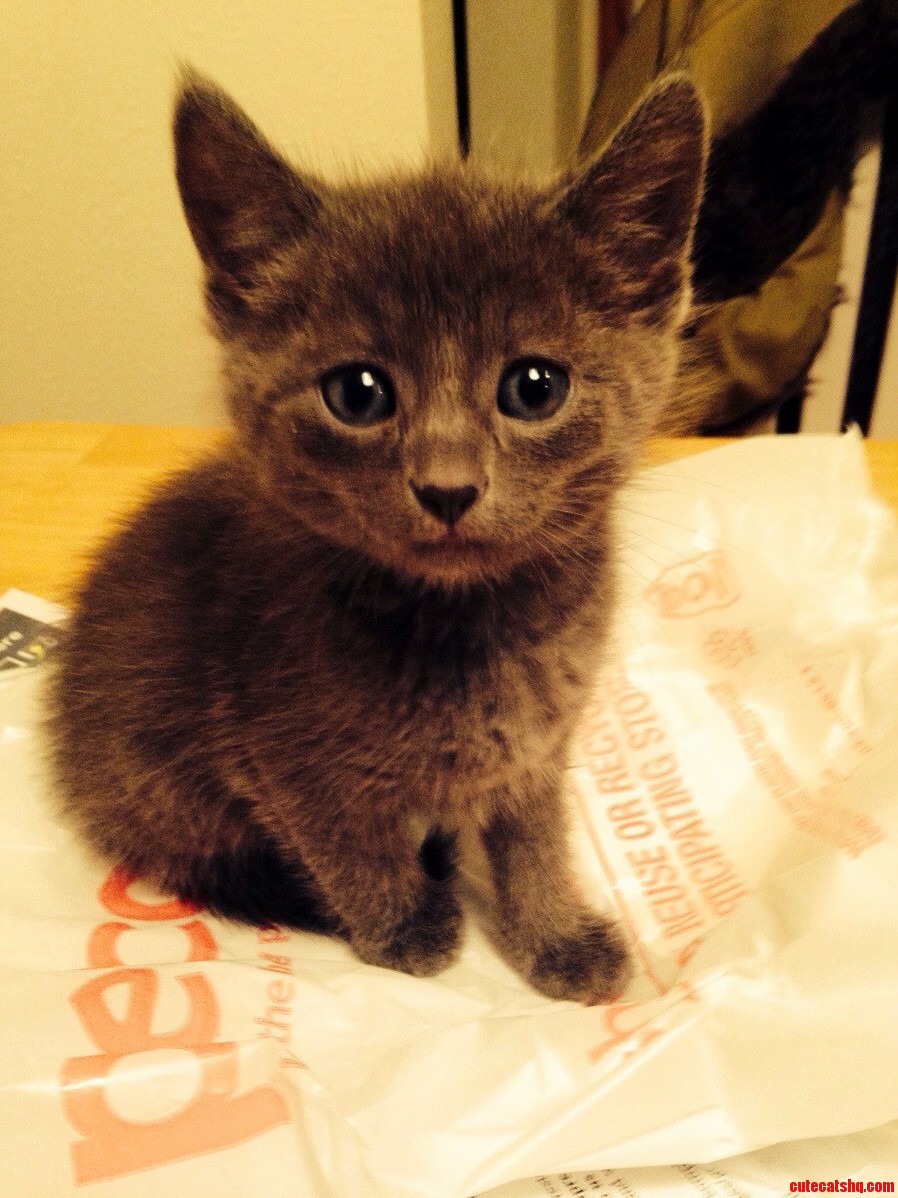 This Little Guy Needs a Name .