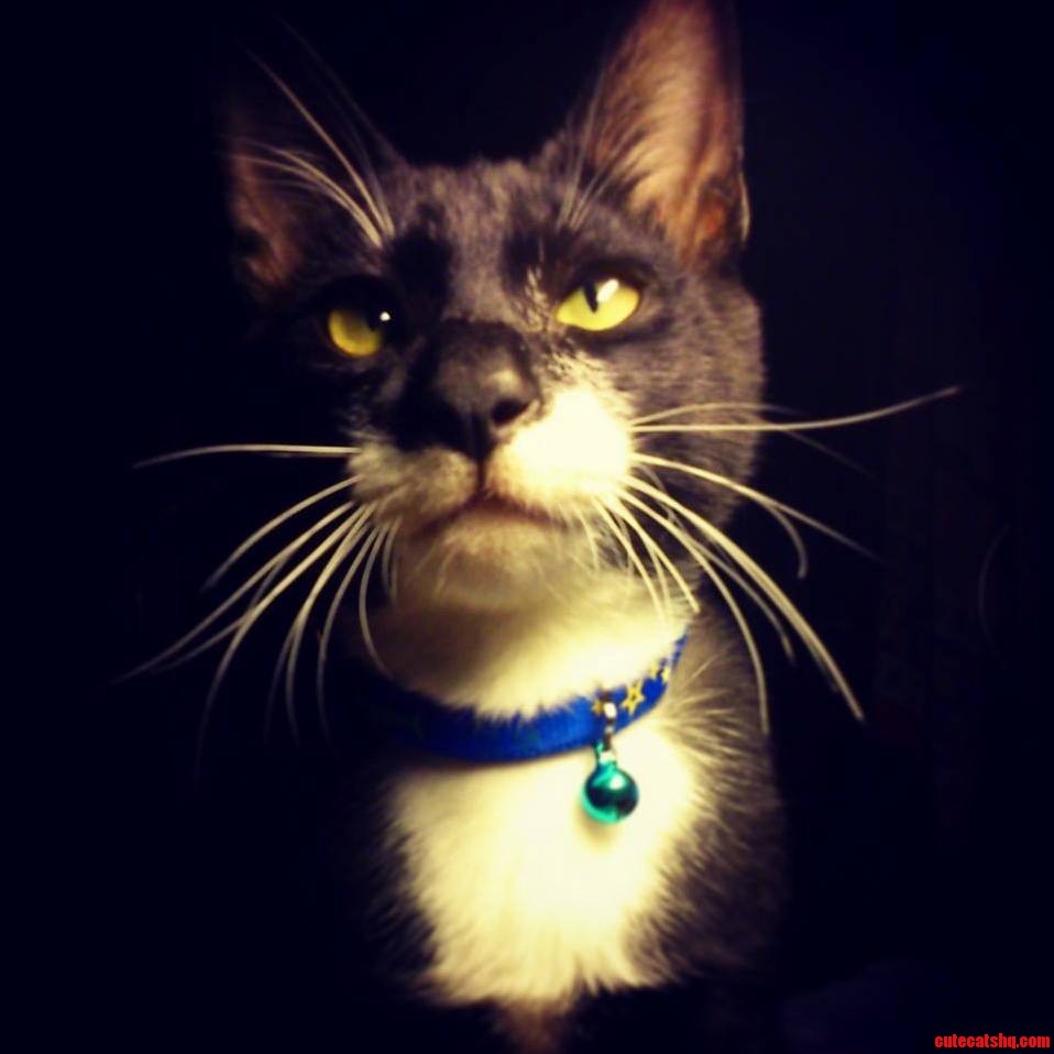 This Little Handsome Devil Is James. 5 Months Old Finally Big Enough for Me to Put on a Collar on Him.