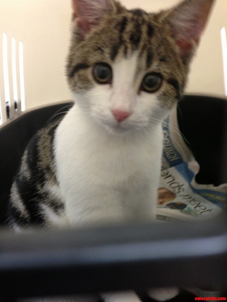 This Little Kitten Was Crying at Our Doorstep Last Night