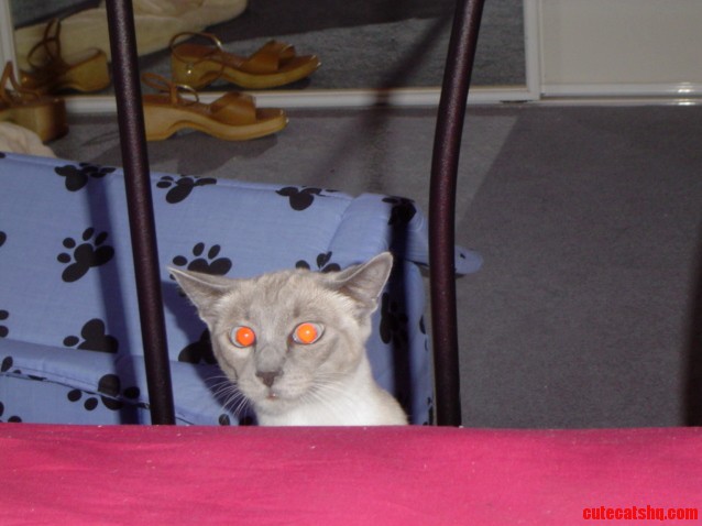 This Picture Cracks Me Up Every Time