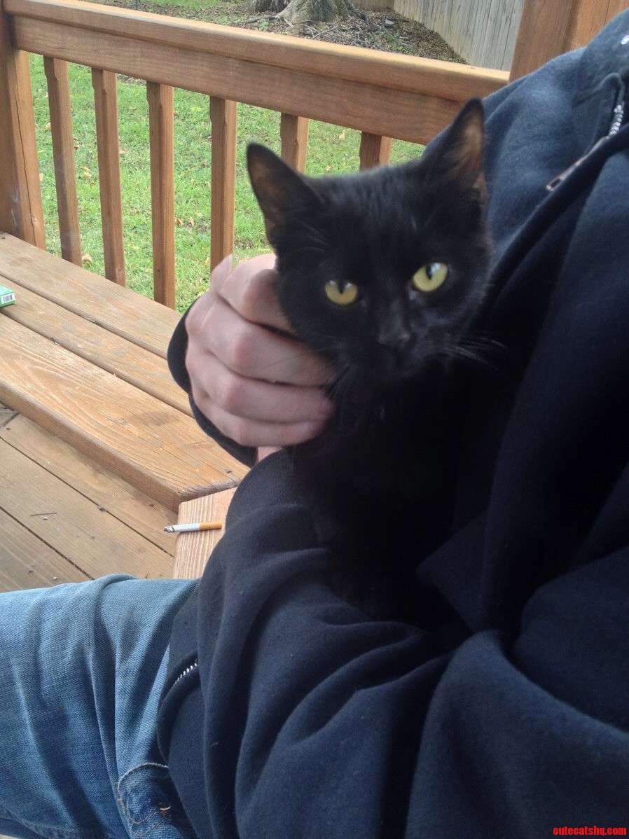 This Pretty Little Kitty Hopped Into My Lap at Work.