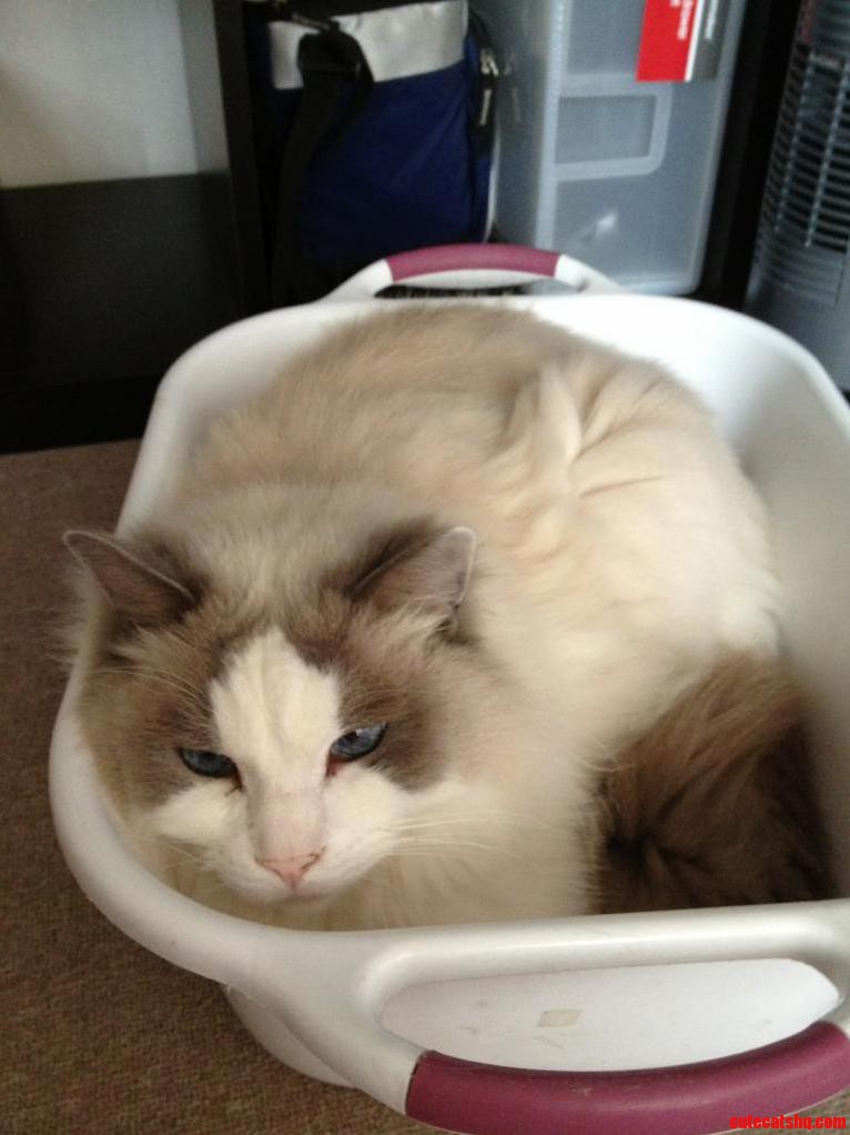 This Tub Is for Soaking Your Feet You Say No.