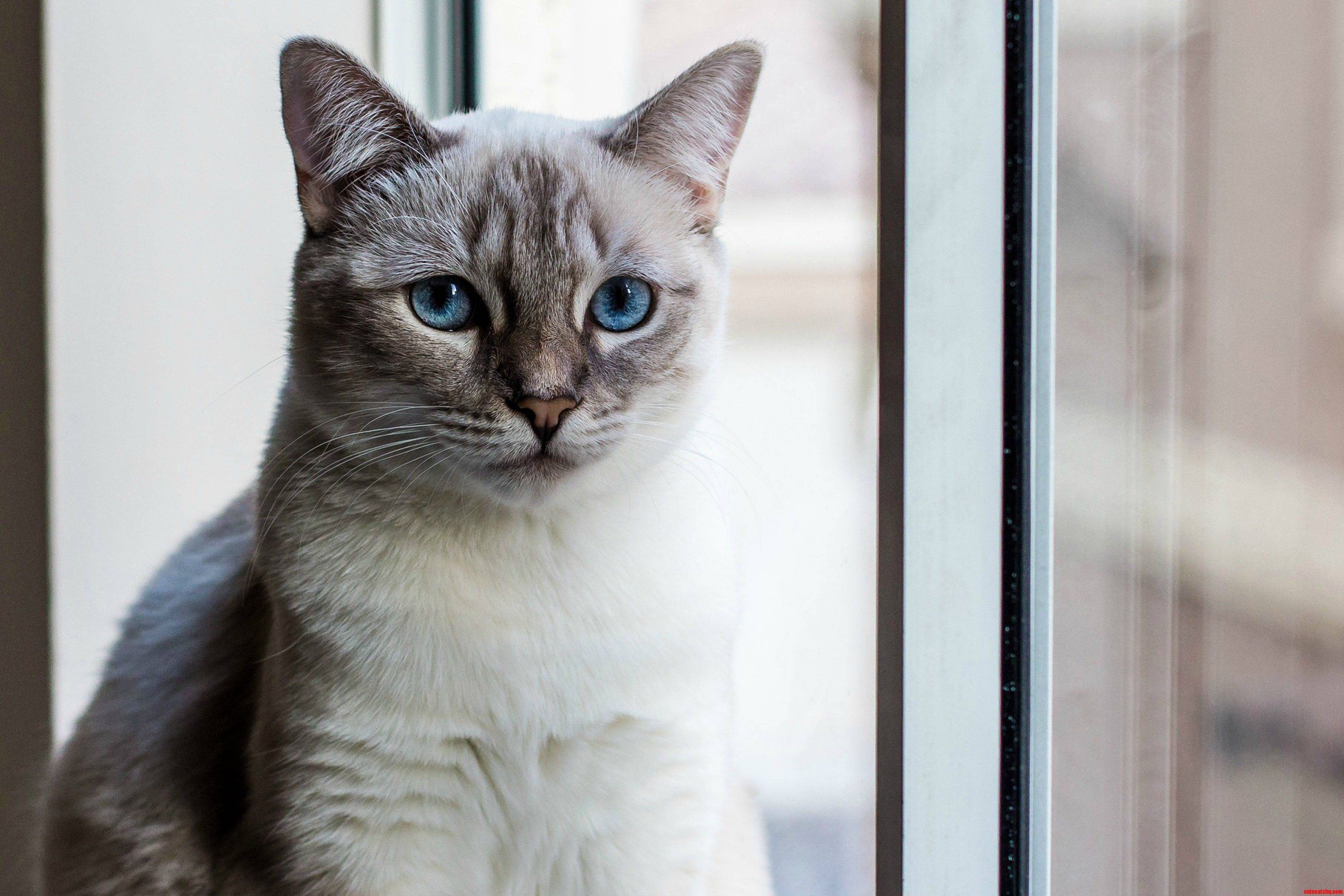 Those Eyes...