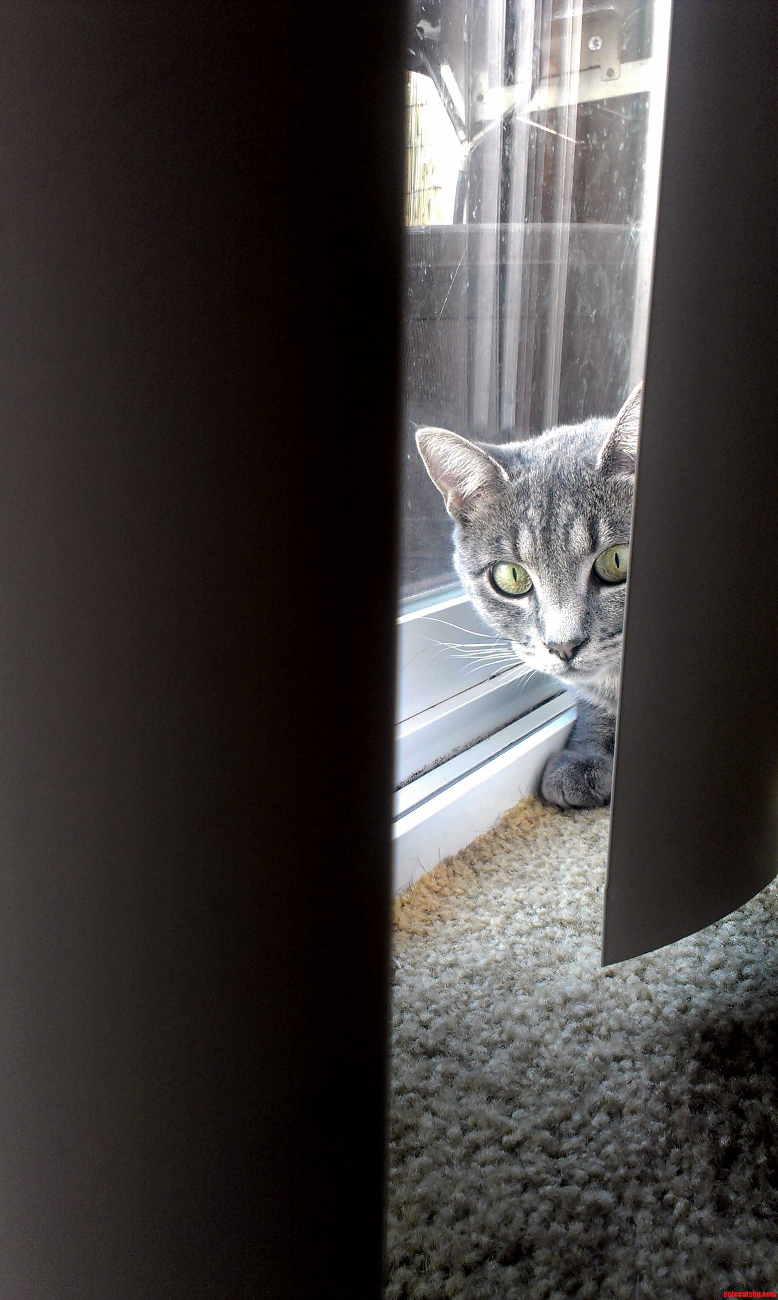 Those Cat Eyes