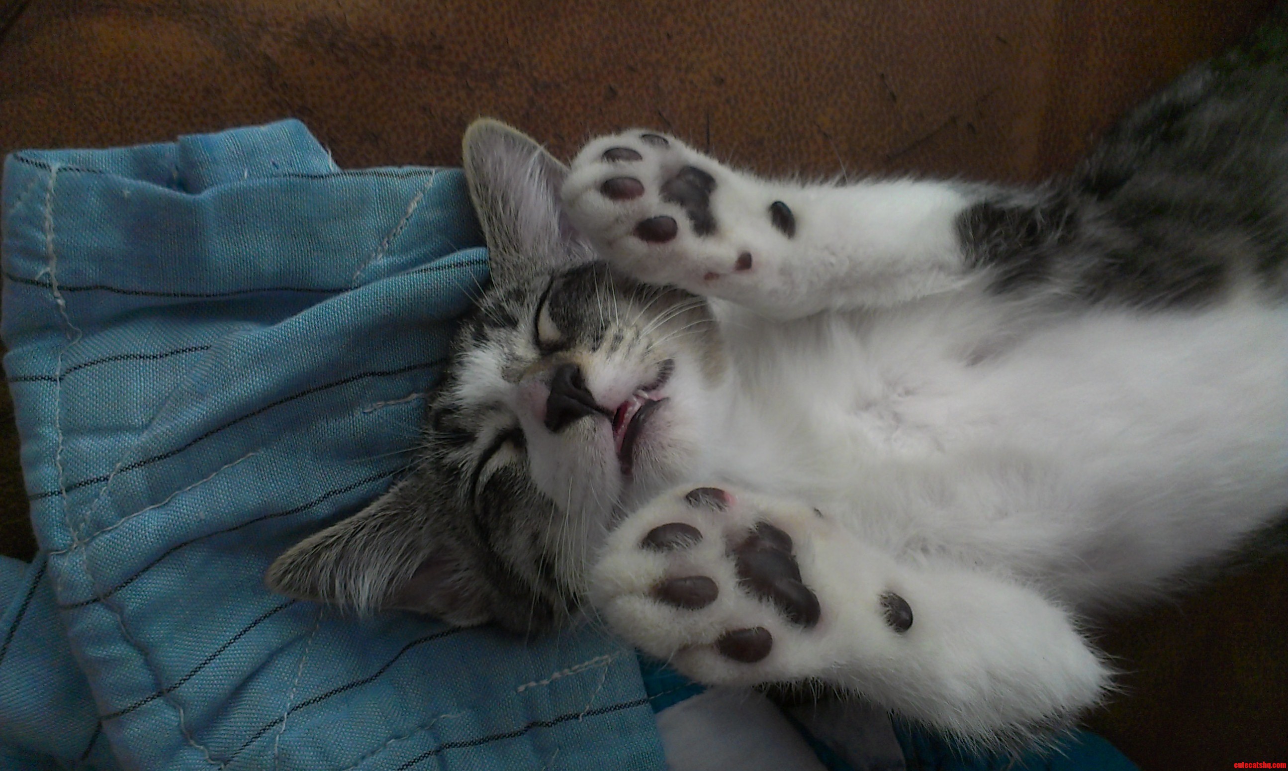 Tickly Tiger
