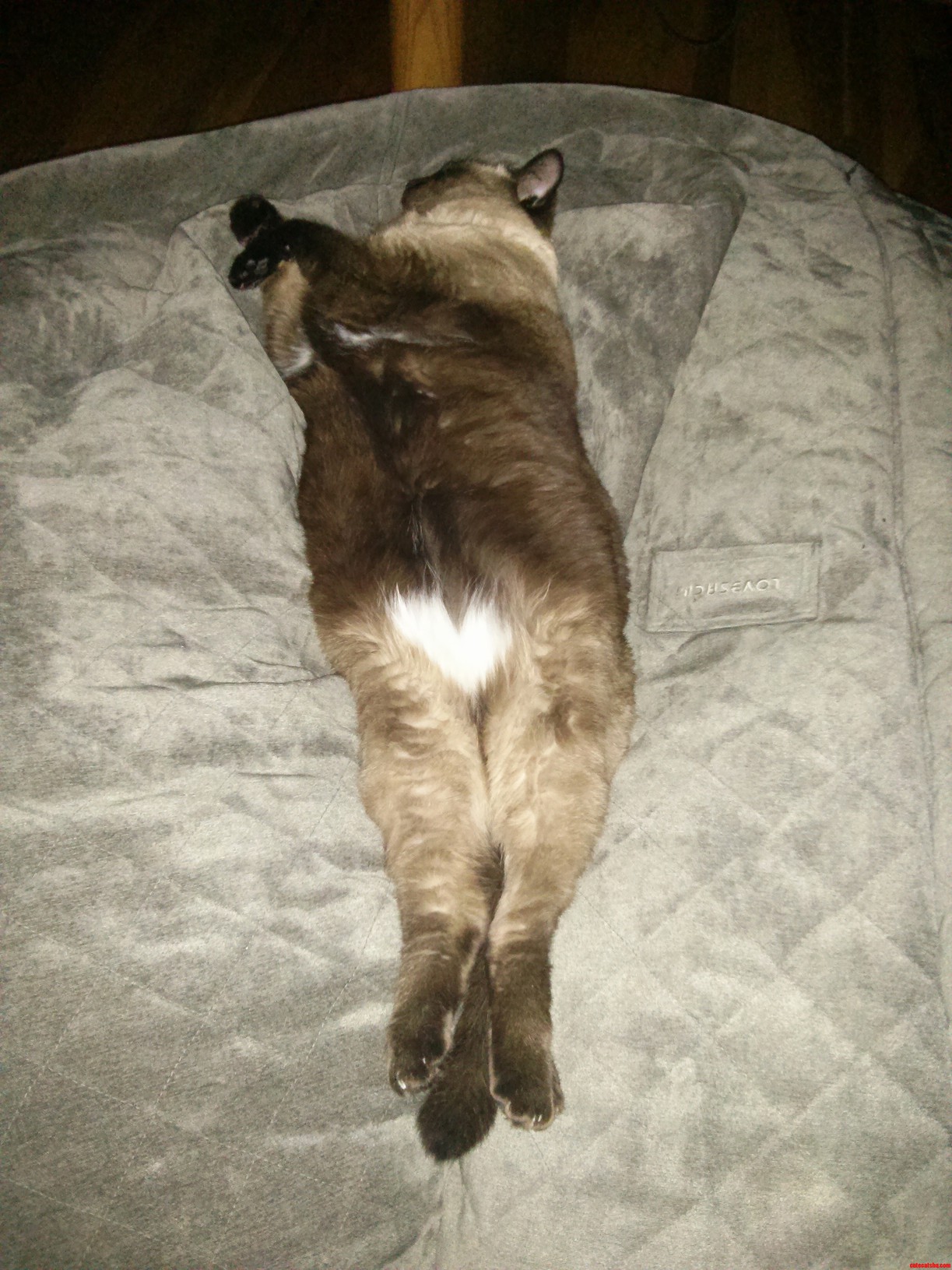 Til Oscar Has a Heart on His Belly