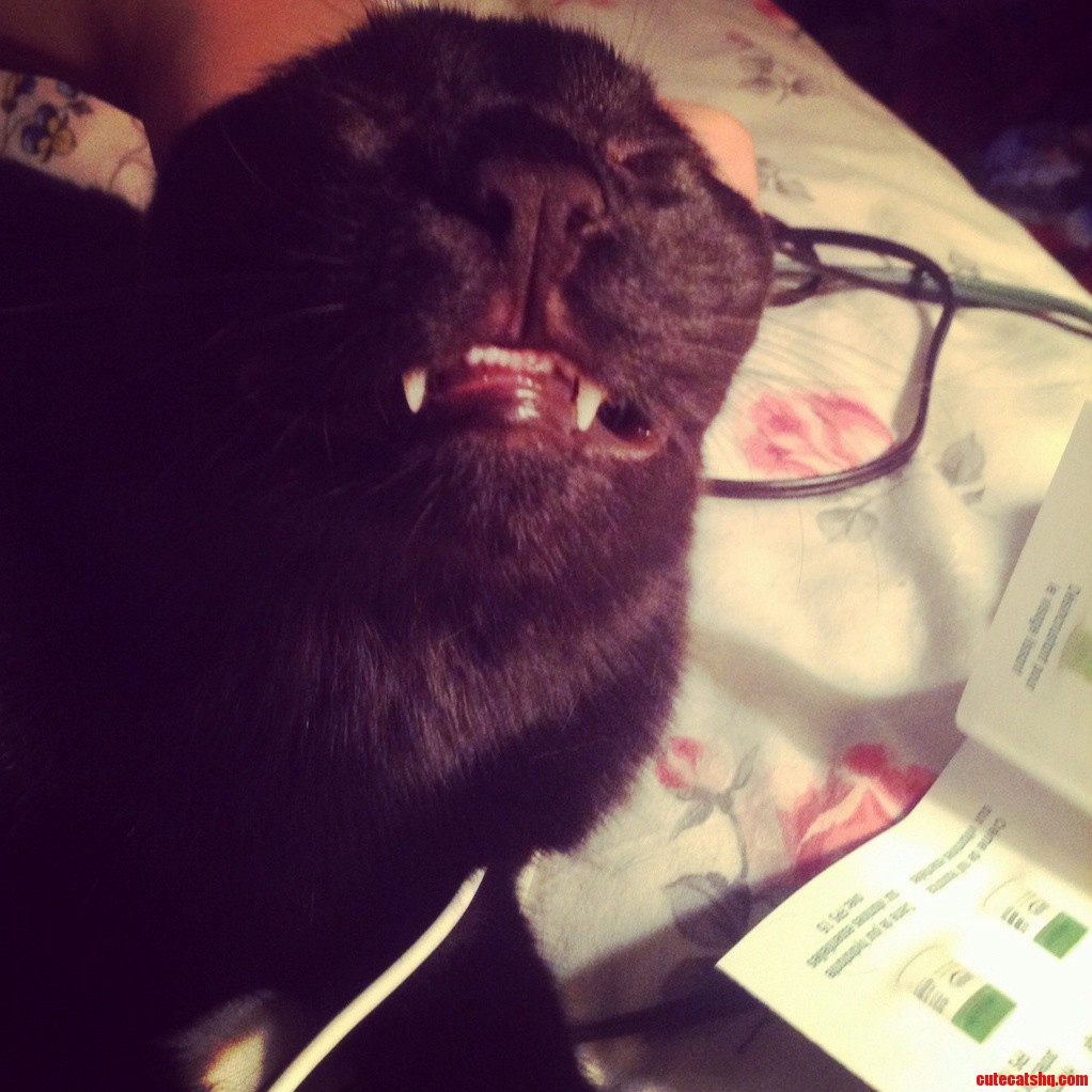 Tim Is Very Happy About National Cat Day.