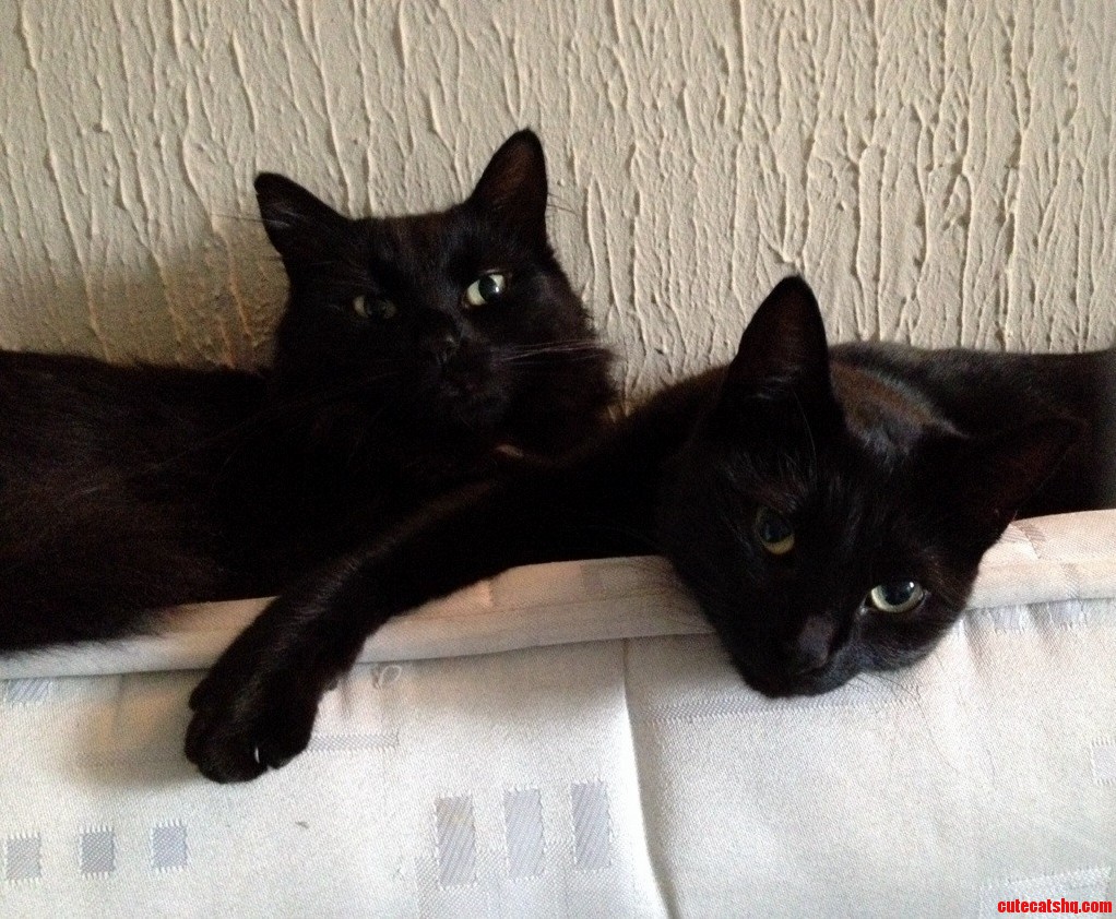 Time to Chill with Mum Cat Olive