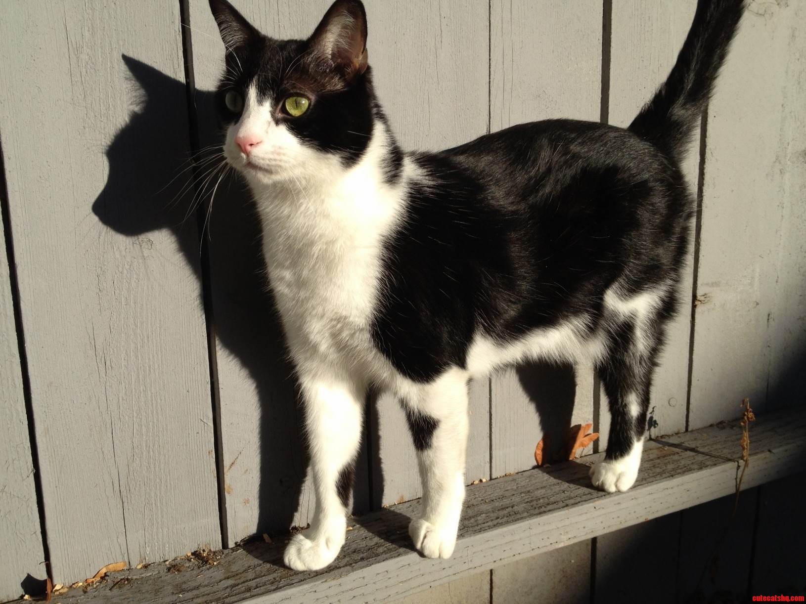 Timmy the Tripod Wondercat